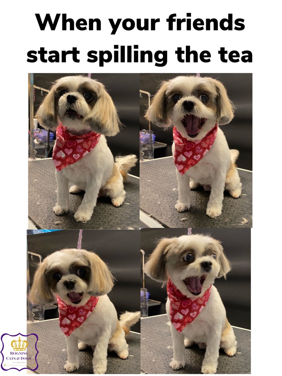 RCDgroomingNJ's tweet photo. These expressions are priceless ☕️ 👀😂
#meme #dogmeme #funnydogs #memes #dog #dogs #dolover #doglovers #doggrooming #doggroomer #nj #newjersey #njgroomer #mansbestfriend https://t.co/cO5mM6x9qd