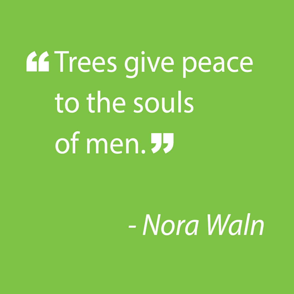 We’ve got you covered at Sam Hill Tree Care. Our tree care services include, but are not limited to pruning, removals, stump grinding and hedge pruning.
<a href="/samhilltreecare/">Sam Hill Tree Care</a> #treecare #dallastree #gardening #landscape #dallaslandscape #fertilizing