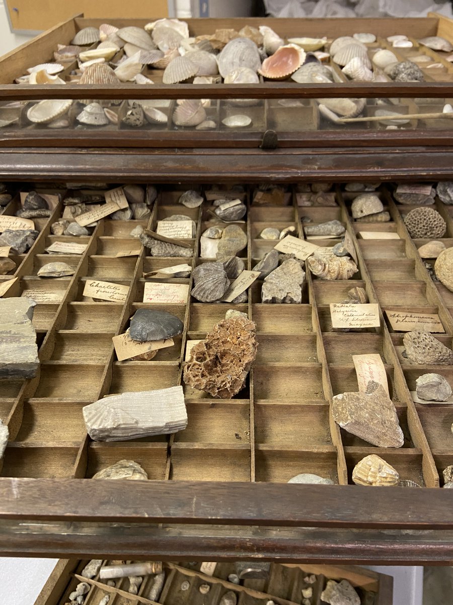 HistoryIndiana's tweet photo. #FossilFriday from our archives.  We have some excellent specimins! https://t.co/GDt67vq46s