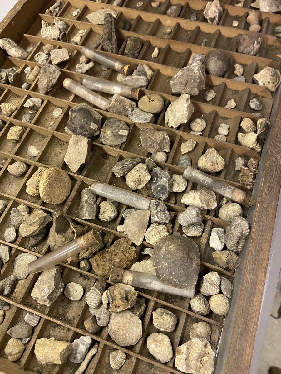 HistoryIndiana's tweet photo. #FossilFriday from our archives.  We have some excellent specimins! https://t.co/GDt67vq46s
