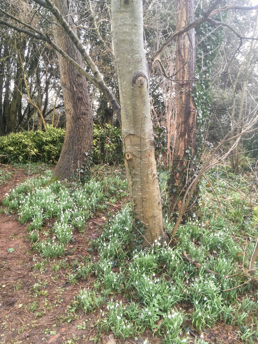 Splendid (socially distanced) walk around Peacehaven yesterday, which included a visit to their #communitygarden! In need of some #TLC but totally idyllic - let's hope some seeds can be sown this spring 🍅🥬🥕

Thank you for showing me around <a href="/PeacehavenTown/">Peacehaven Town Council</a> 🌿🌷