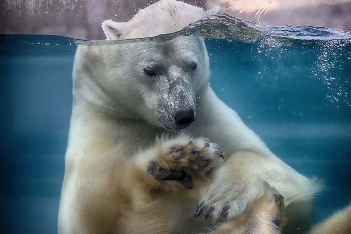 Réouverture de l'@AquariumduQC le 10 février✨ Ce sera l'occasion en or de visiter pour la première fois le tout nouvel enclos des ours blancs. Pour tous les détails 👉 bit.ly/3tvLL9i