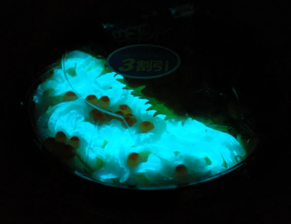 @acetrigger_99 光る烏賊いくら雲丹丼もあります。
