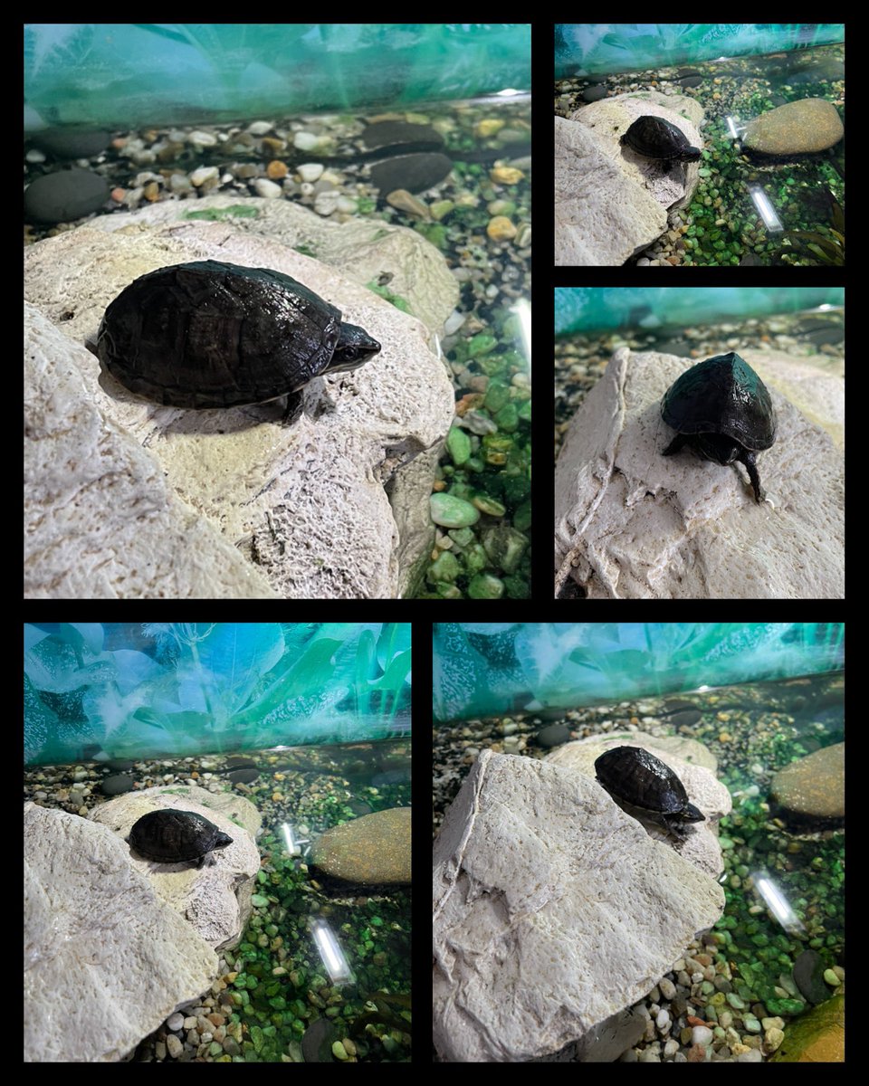annieklatt's tweet photo. Berta, the friendly waterturtle!
#Stinkpot #TurtlesofTwitter https://t.co/wuyi1Ozk9r