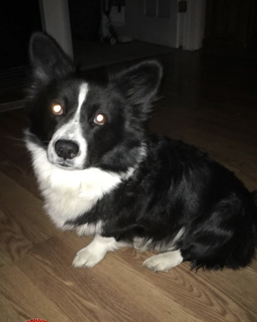 _mstorey's tweet photo. @masters_matt best dogs ever https://t.co/UJ2SQOsZZ9