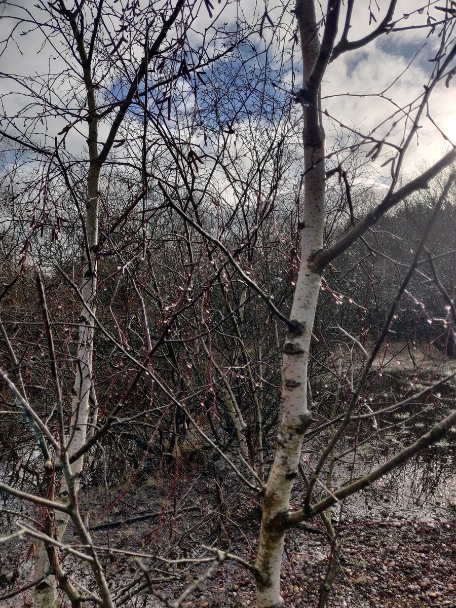 Clairefifi's tweet photo. All in all, a #JollyGoodDay. Mostly #sunshine for #walkies and also got busy with the #JetWasher . Pics of the flooded area which we happily waded through P.s I saw a #Peregrine who posed obligingly on a pole. https://t.co/ouQ3ESXe3W