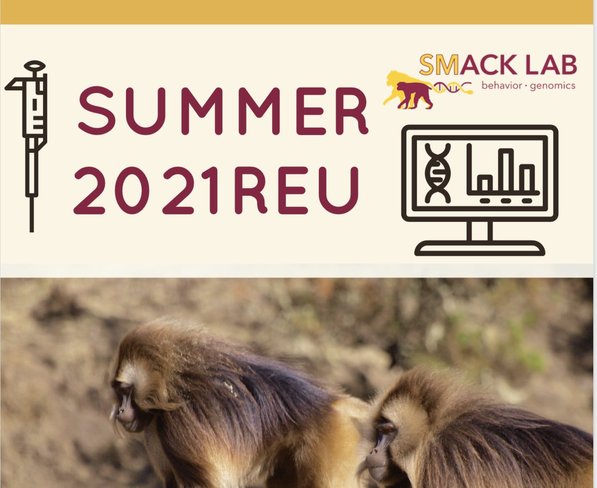 SMack_Lab's tweet photo. Are you an undergraduate interested in bioinformatics and genomics? The @SMack_Lab has 2-4 paid, part-time @NSF #REU openings for the 2021 summer. We have projects involving geladas, macaques, and dogs! 

apply here: https://t.co/AUtqGtrpjq
https://t.co/UWjFpl0Qzb

please RT https://t.co/lVA7OzVyn0