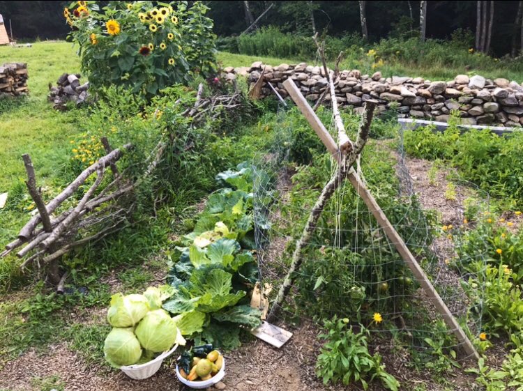 ricis_angel's tweet photo. This used to be A LAWN I turn it into a garden, spring 2018 I spent 3 hours every morning to dig the rocks and grass using mattock.I add lots of compost &amp; start gardening,it really save me big money by growing my own food. 

    2017.                                          2020 https://t.co/J6iVZ79I0e