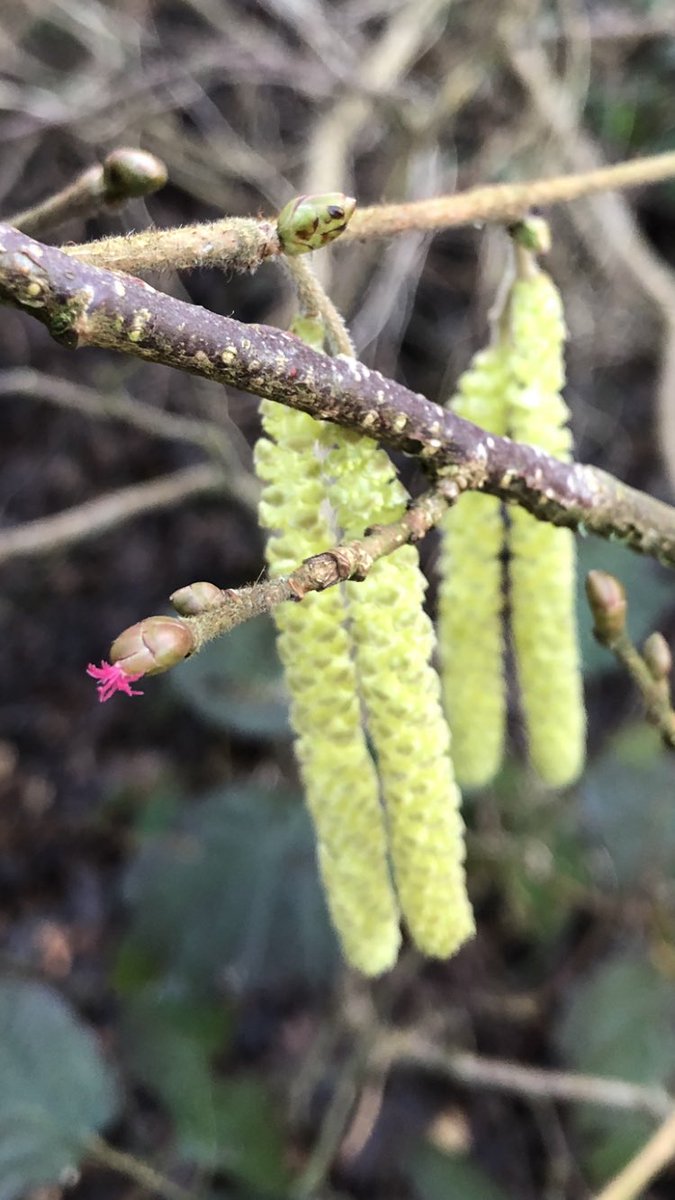 Moments of calm. My favourite, most exquisite sign of spring. Scarlet, delicate and tiny. Female hazel flowers, ready for the catkins’ pollen <a href="/nationaltrust/">National Trust</a> <a href="/NT_andybeer/">Andy Beer</a> #EveryoneNeedsNature