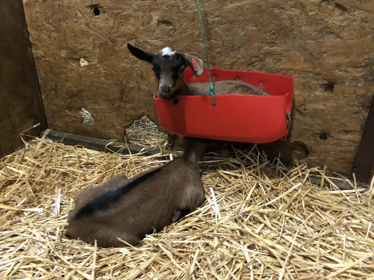 Bidon suspendu validé par le groupe d’essai ! On va en fabriquer plusieurs pour les autres cases 🐐🥰