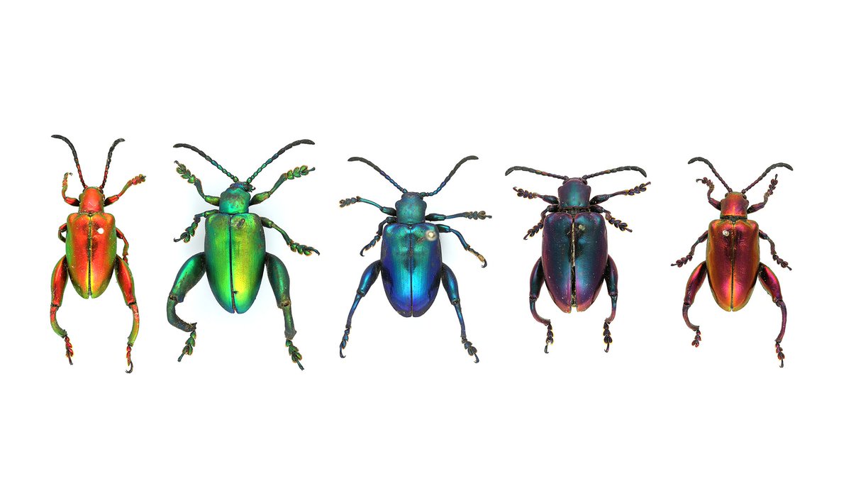 Category is: Coleoptera realness 🐞

The queens from #DragRaceUK S2 as beetles in our collections. A thread 👇🏽