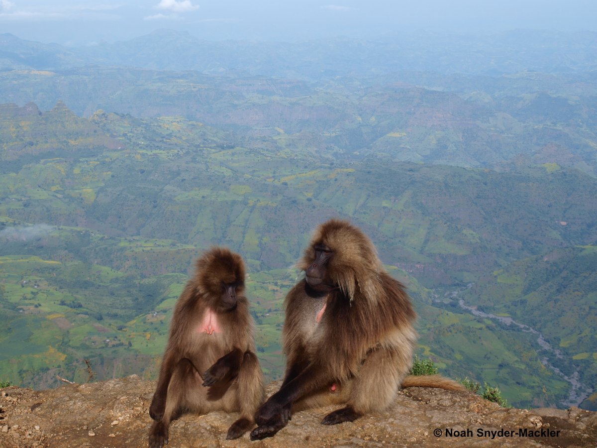 SMack_Lab's tweet photo. Are you an undergraduate interested in bioinformatics and genomics? The @SMack_Lab has 2-4 paid, part-time @NSF #REU openings for the 2021 summer. We have projects involving geladas, macaques, and dogs! 

apply here: https://t.co/AUtqGtrpjq
https://t.co/UWjFpl0Qzb

please RT https://t.co/lVA7OzVyn0