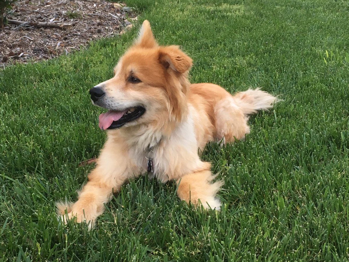 SMack_Lab's tweet photo. Are you an undergraduate interested in bioinformatics and genomics? The @SMack_Lab has 2-4 paid, part-time @NSF #REU openings for the 2021 summer. We have projects involving geladas, macaques, and dogs! 

apply here: https://t.co/AUtqGtrpjq
https://t.co/UWjFpl0Qzb

please RT https://t.co/lVA7OzVyn0