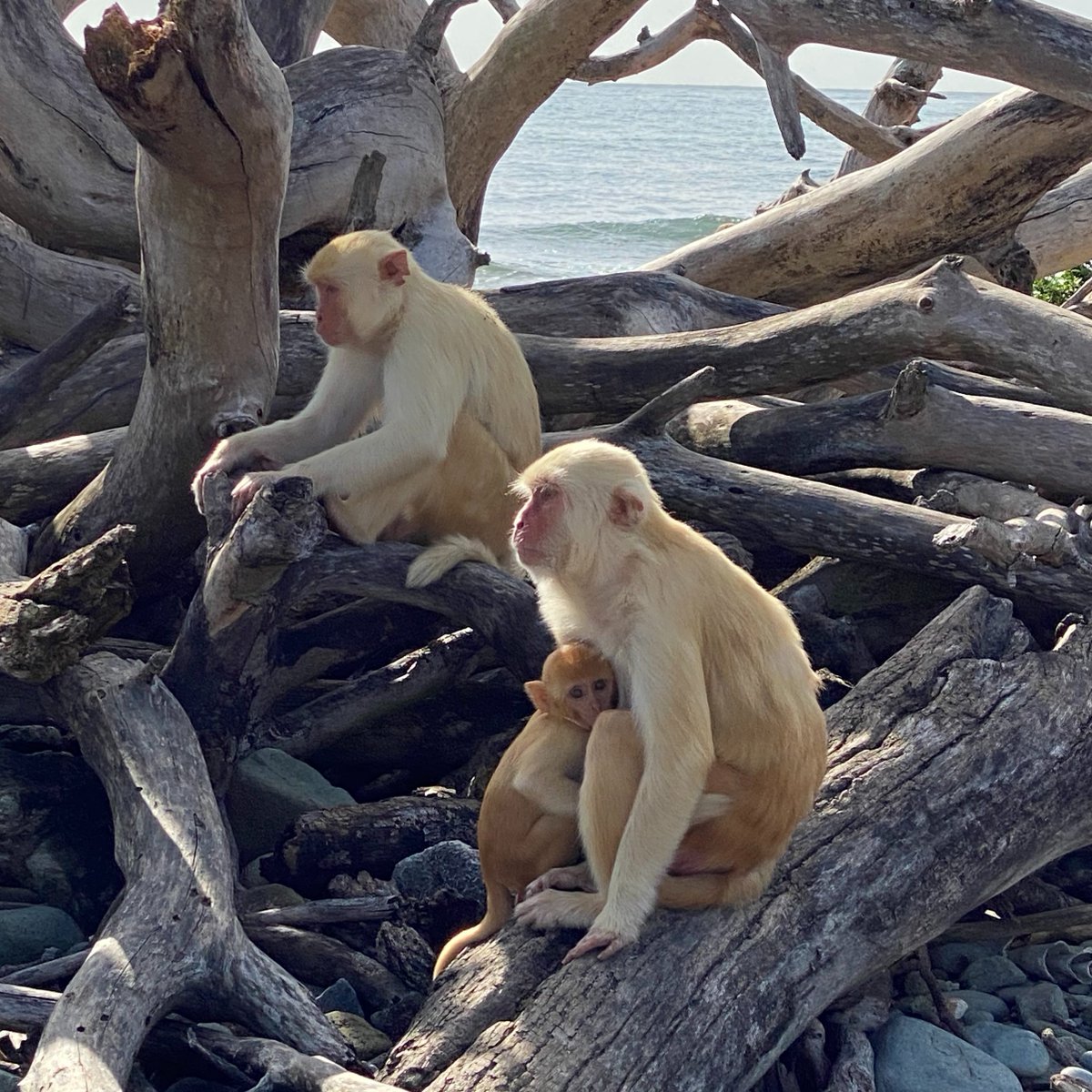 SMack_Lab's tweet photo. Are you an undergraduate interested in bioinformatics and genomics? The @SMack_Lab has 2-4 paid, part-time @NSF #REU openings for the 2021 summer. We have projects involving geladas, macaques, and dogs! 

apply here: https://t.co/AUtqGtrpjq
https://t.co/UWjFpl0Qzb

please RT https://t.co/lVA7OzVyn0