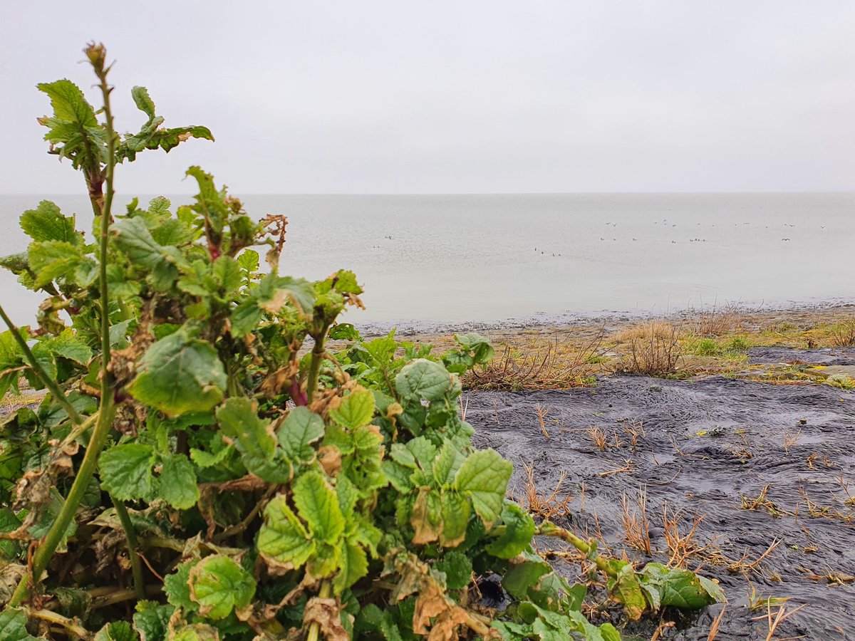 ArjaKastelein's tweet photo. Voordat het gaat regenen en sneeuwen eerst maar even de ladder pakken... #repareren en grijs aan de #waddenkust #dezeekust #fryslân #waddenkool #mondkapje 🥴💩 #winterdag https://t.co/pwstSBoJ1P