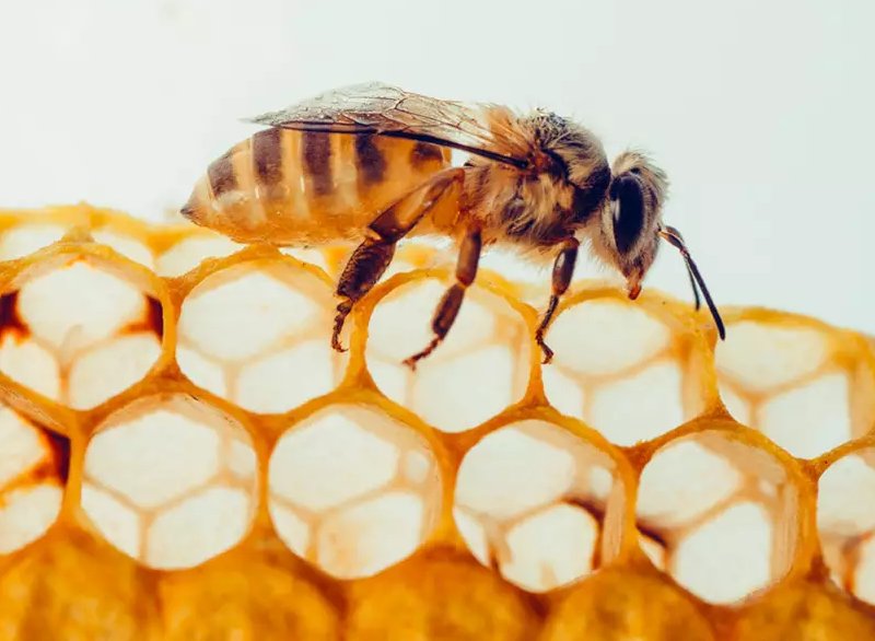 Пчеловодство апитерапия. Апитерапия.