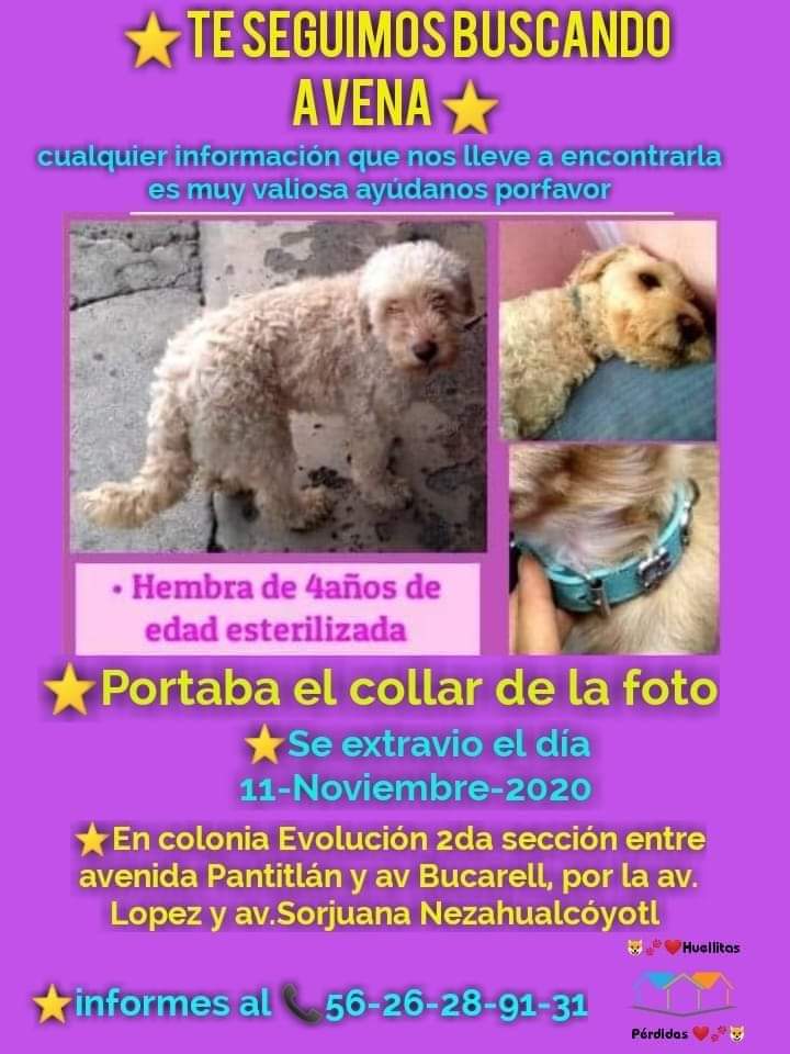 Ayudaaaa #avenaperdida en Nezahualcóyotl Edo. De México
Compartan porfavor. 
LLEVA 3 MESES PERDIDA PERO CON TU AYUDA PUEDE REGRESAR PRONTO A CASA LA EXTRAÑO MUCHO 😔😭💔🐾🙏
#avenavuelveacasa #avenahastaencontrarte