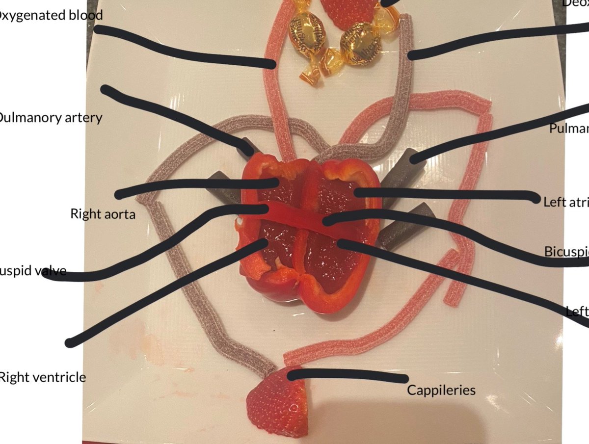 LEHSport's tweet image. The GCSE PE group have been very creative this week reinforcing their learning by making their own heart models. A great effort fromthe whole class! Here is a selection of some of the fabulous efforts #heartstructure #GSCEPE #creativity
