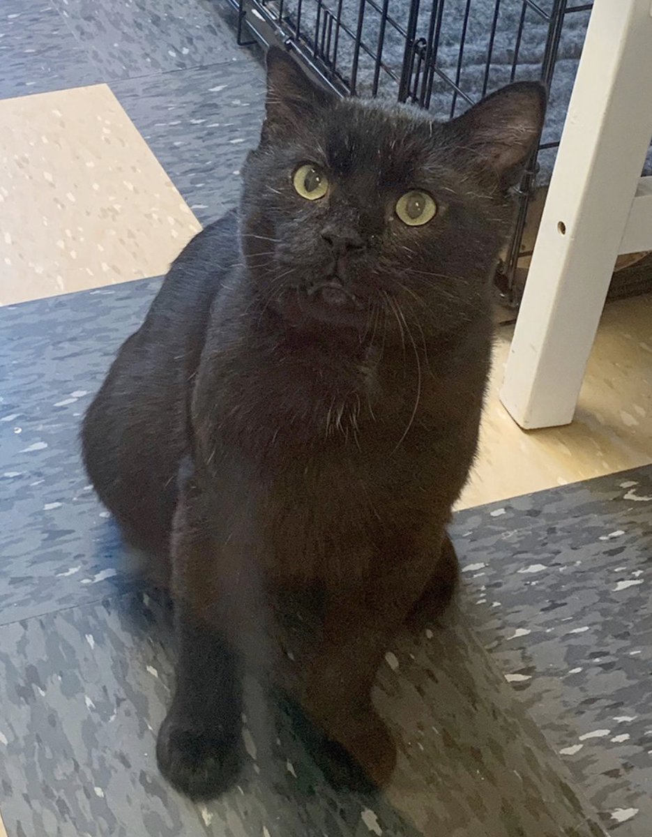 AnimalLeague's tweet photo. Bubs is a handsome gentleman with a beautiful black coat. He's looking for a home with his new best friend, Noel. They were introduced a few weeks ago, and have been inseparable since. #DoubleAdoption #GetYourRescueOn https://t.co/VjGQQwx7sW