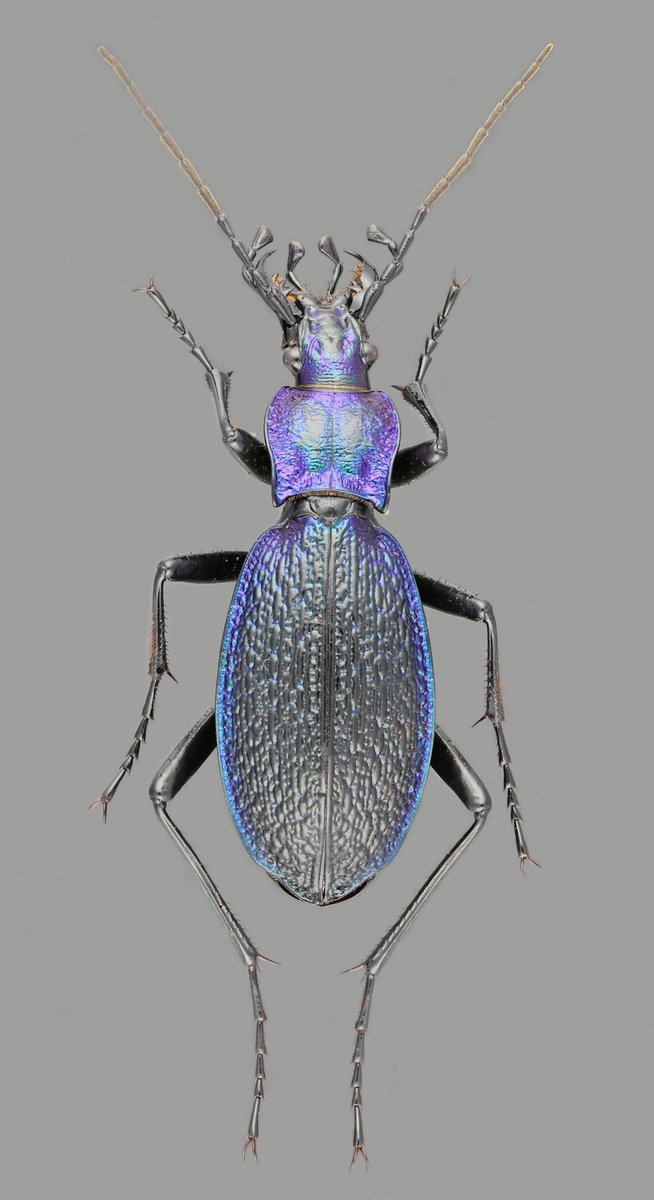 Werk it, Carabus intricatus 