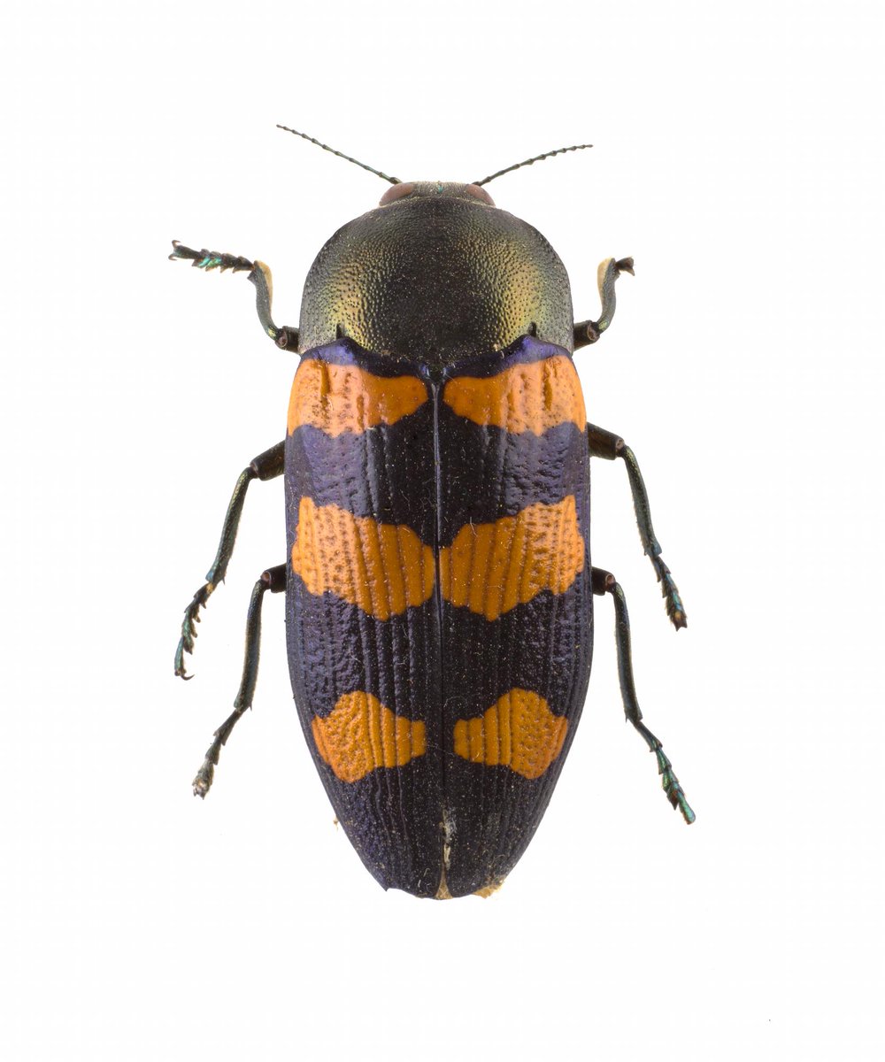 Serving MENACE, it's an Australian jewel beetle 