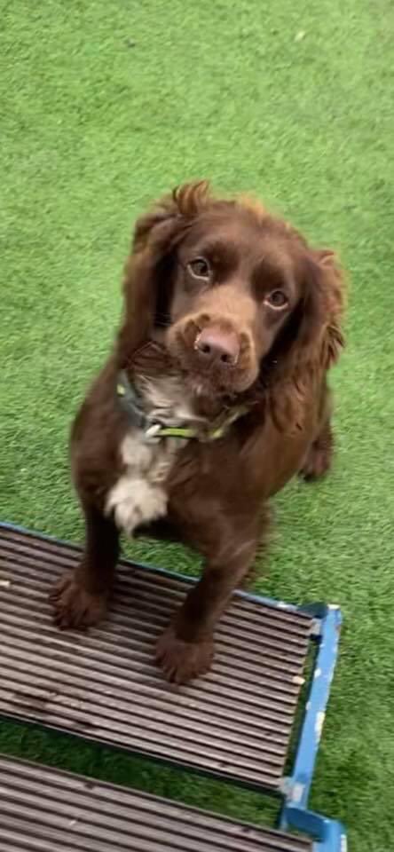rosieDoc2's tweet photo. COPIED #lost penny she has a aluminous collar/had puppies 6 wks ago was on evening walk can’t find her so worried if any1 knows anything or finds her pls msg me TY can everyone please RT 
#Highworth, #Wiltshire
Any sightings please call 07802 772569 
https://t.co/s2hOEqrymZ https://t.co/mGom90NIM6