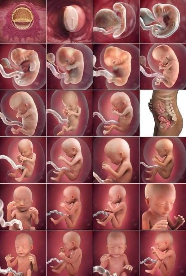 64 లక్షల జీవకణాలు అత్యంత వేగంగా తల్లిలోకి ప్రవేశిస్తే అందులో ఒకేఒక్క జీవకణ మాత్రమే గర్భంలోకి ప్రవేశిస్తుంది. అదికూడా మొండాన్ని కోల్పోయి శిరస్సుతో మాత్రమే ప్రవేశిస్తుంది. ప్రవేశించిన తరువాత కేవలం 24గంటల్లో అండాన్ని పట్టుకొని బ్రతకకపోతే ముక్కలై బయటికి వచ్చేస్తుంది. అదొక పోరాటమే.