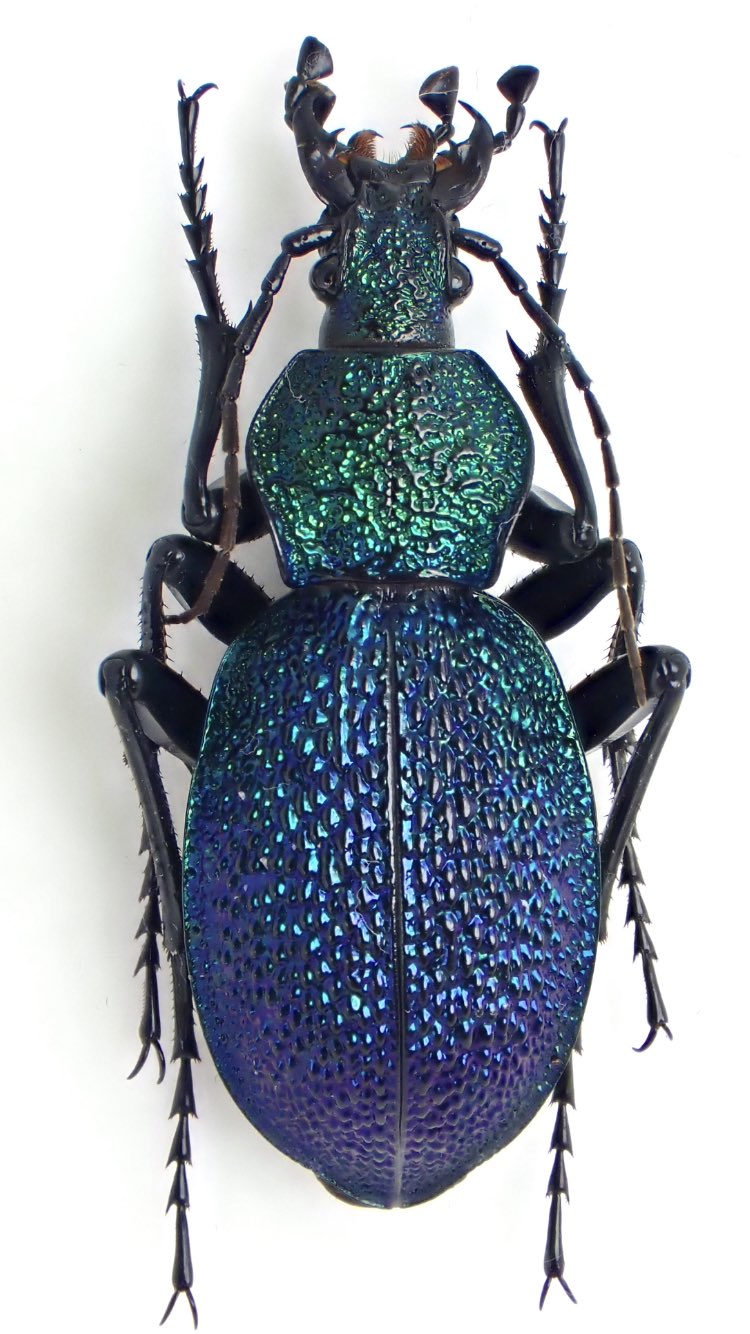 Damaster & Carabus в X: „Carabus(Procerus) scabrosus