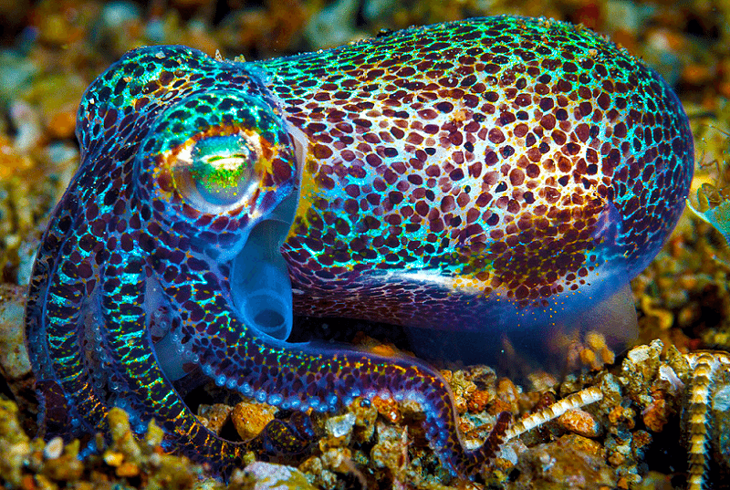 imgnaturaleza's tweet photo. Conocías al calamar hawaiano?? 🦑🦑 https://t.co/naiLbREtzE