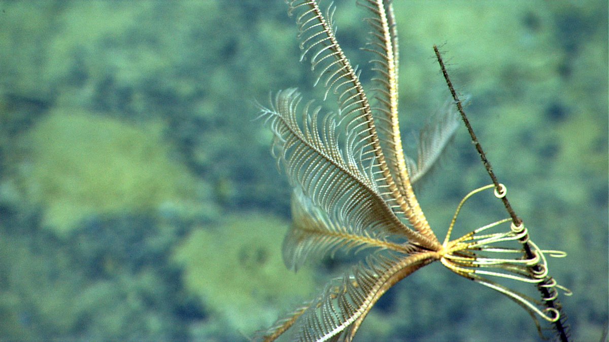 oceanexplorer's tweet photo. #ImageOfTheDay: February 5, 2021: Hang on! This crinoid — potentially a new species in the Family Thalassometridae — was seen clinging to a black coral on the West Florida Escarpment within the Gulf of Mexico.

Full caption: https://t.co/hSVc3zURnx https://t.co/K0tRSo5vNq