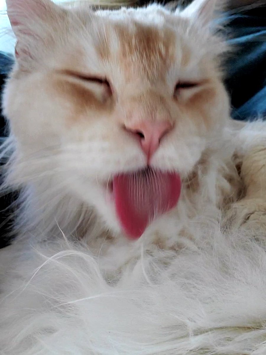 hakutheneko's tweet photo. あっかんべー

#cat #CatsOfTwitter #mainecoon #ねこ #猫 #猫のいる暮らし #メインクーン https://t.co/5FcDPiJ66q