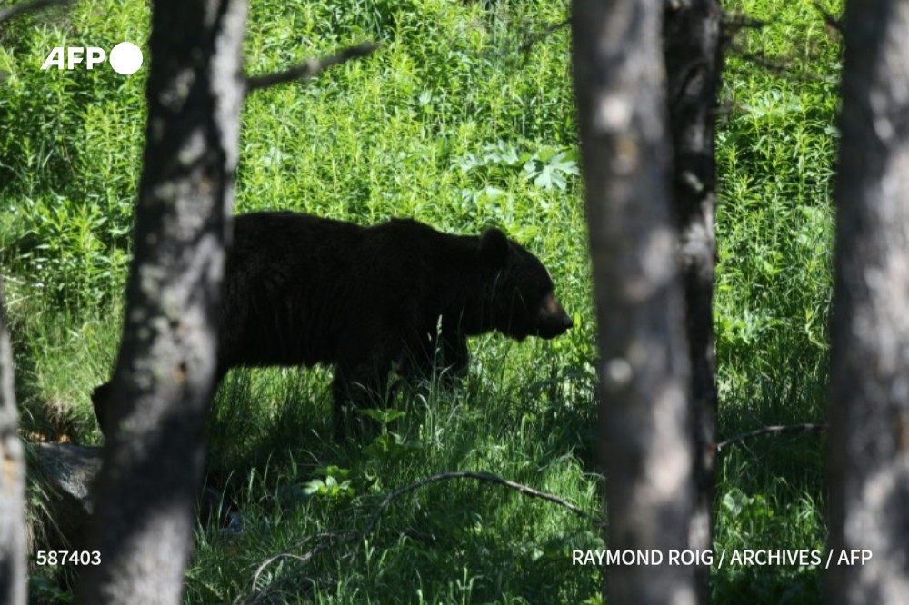 afpfr's tweet photo. Le Conseil d'Etat a annulé la possibilité de recourir à des tirs non létaux pour effrayer les ours bruns dans les Pyrénées, expérimentés depuis 2019, estimant qu'ils peuvent porter atteinte à la survie de cette espèce menacée #AFP https://t.co/ydSuoehkuV