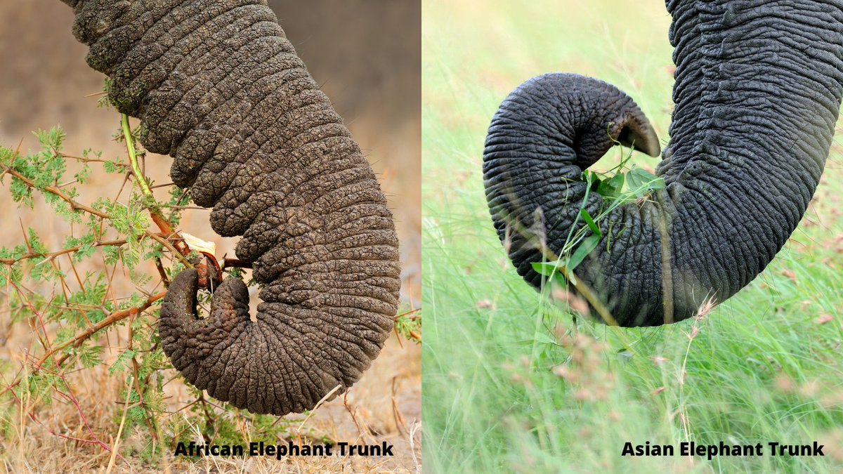 African Elephant Trunk Fingers