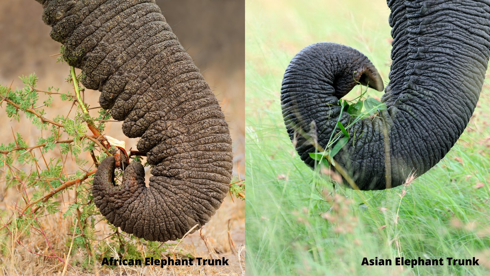Elephant Aid International on Twitter: Elephant Aid International on Twitter: