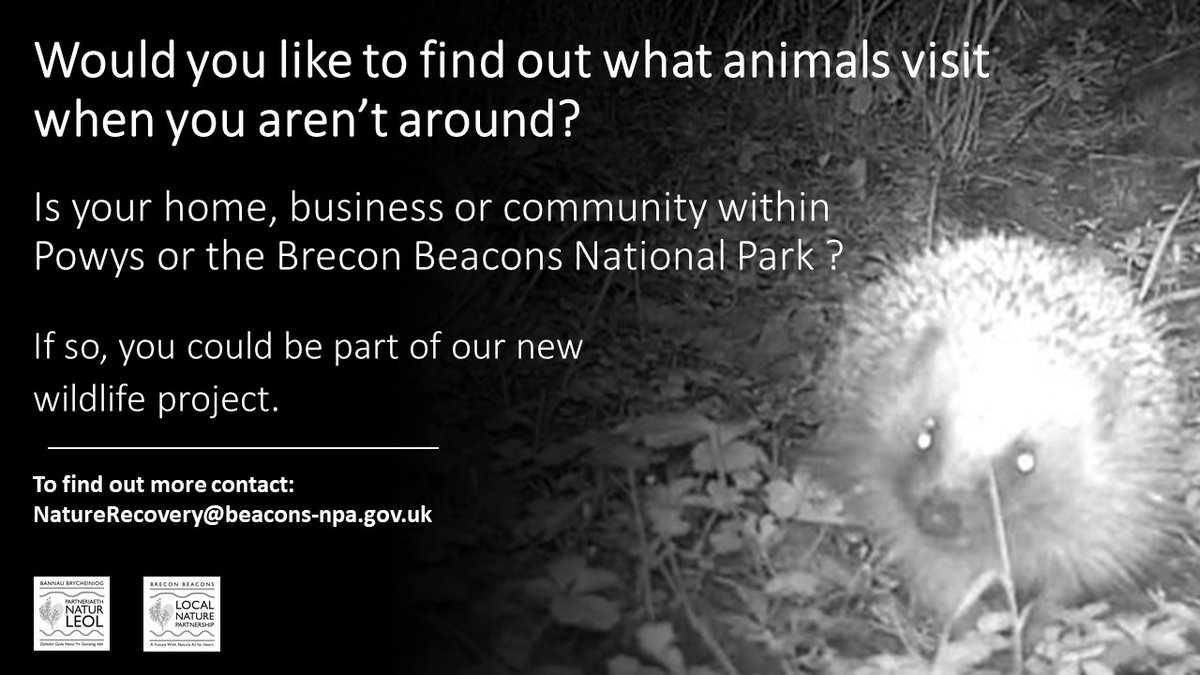 Are you a community group/individual/school/business in @BreconBeaconsNP or Powys &amp; can get involved in a wildlife awareness &amp; recording project? Trail cam &amp; training provided! Contact Maria NatureRecovery@beacons-npa.gov.uk for details <a href="/MontWildlife/">Montgomeryshire WT</a> <a href="/rwtwales/">Radnorshire Wildlife Trust</a> <a href="/WTSWWBrecknock/">Brecknock Local News</a>