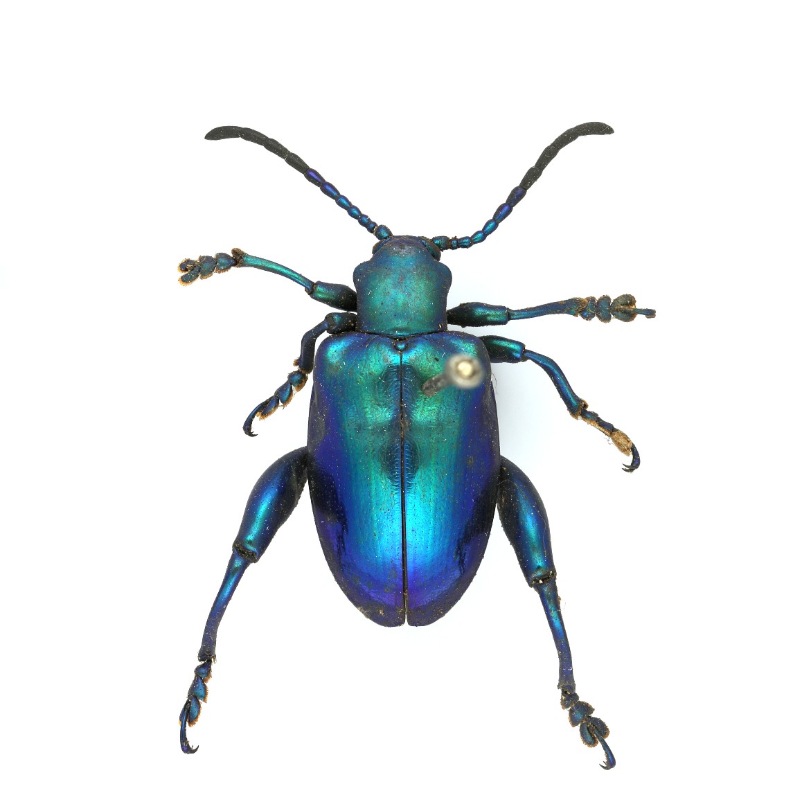 Take it to the runway, frog legged leaf beetle 