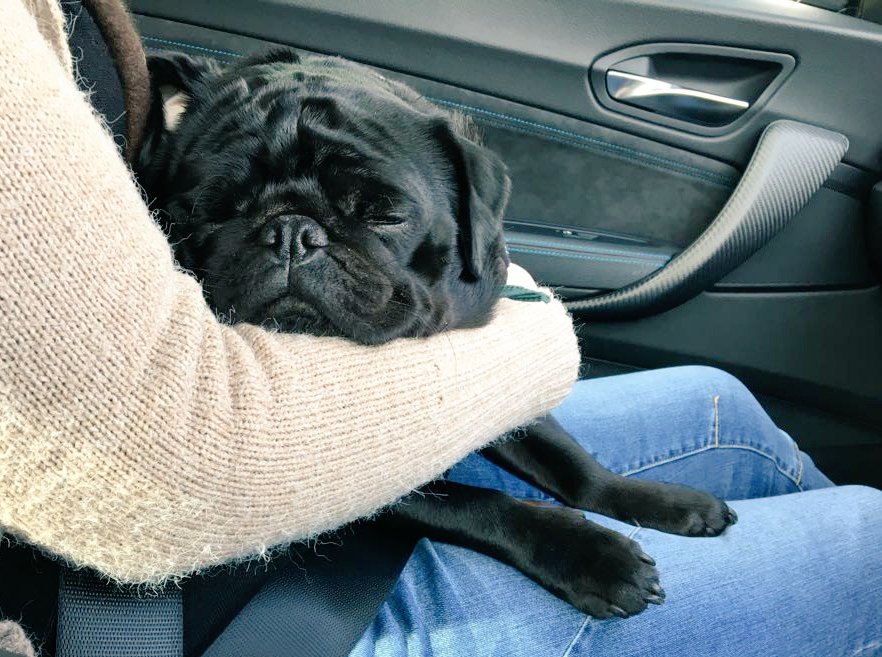 grassebath's tweet photo. When you fall asleep on Mum because you have #played too hard ๐คชโค๐พ๐พ #dogsoftwitter #dogs #puglife #blackpug #pugsoftwitter #pugs #lockdown #content #happy #fun #tired #overdoneit https://t.co/sYkZxbfdTP