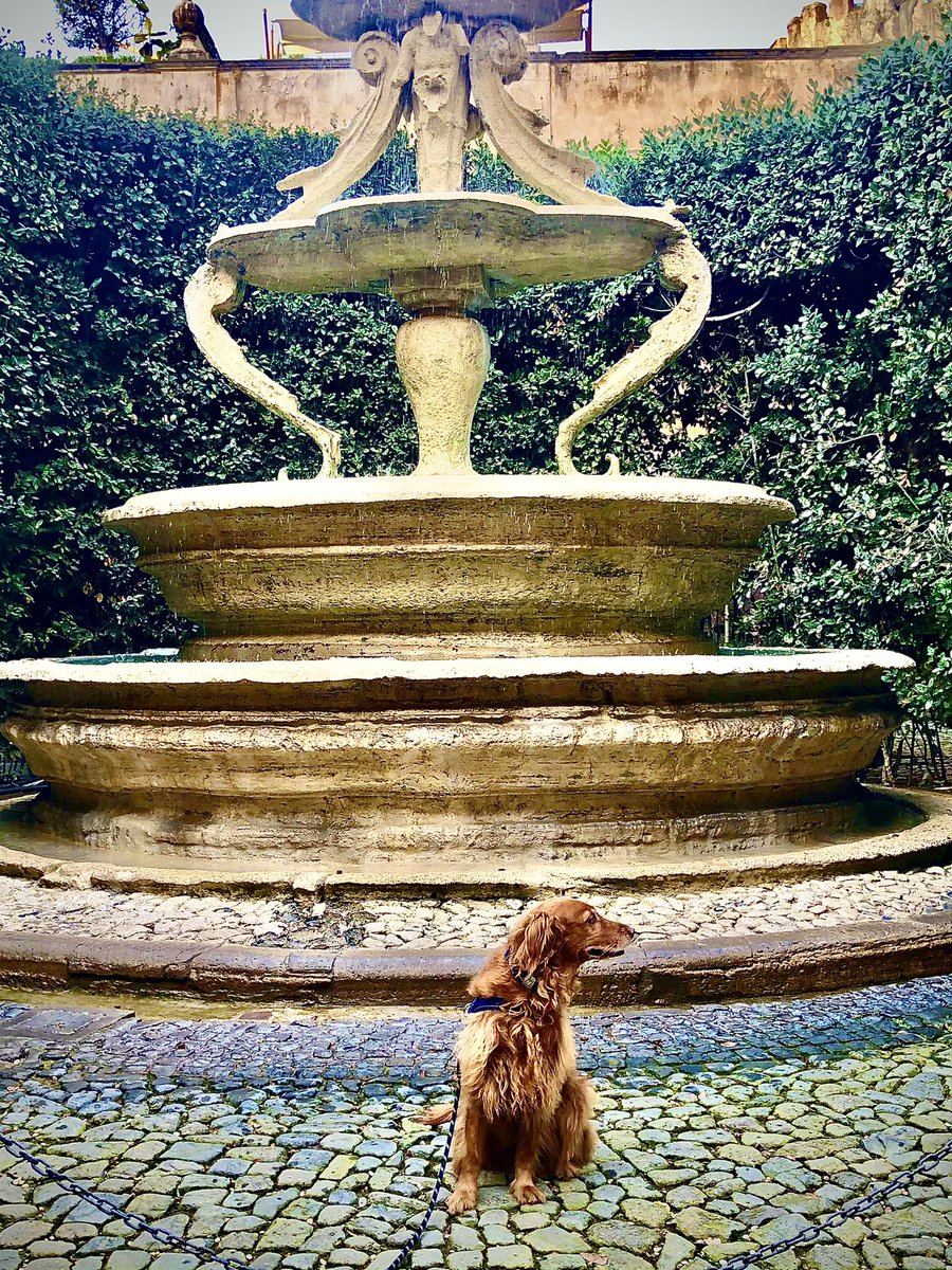 breeadail's tweet photo. #AmericanPupInRome: Bella decided, now that #Rome is #Yellow, we must definitely take advantage of #apperitivo. Bring on the #aperolspritz and the #selfies.

Good girl, Bella. https://t.co/saq1GEsTux