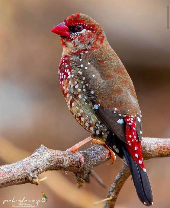 overjoyed to live in a world with strawberry finches