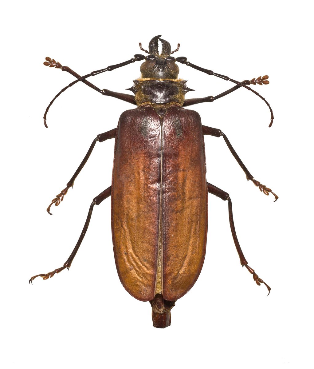 Sashay, Acanthophorus serraticornis 