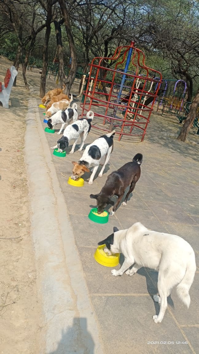 _MohitChauhan's tweet photo. Meal time for all of us! Our Day 317 of #feedingstrays in #Delhi Please look after stray animals and birds around you. #animalsarepeopletoo #onekindact #bekind #lockdownindia #unlock06 https://t.co/ihmbXBsPDy