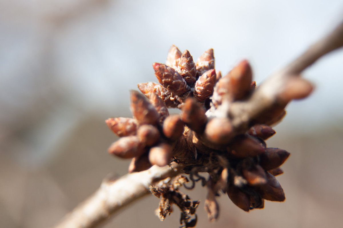 xrossfader's tweet photo. Decided to check out Filoli Gardens and most everything is just waiting for spring.
#macrophotography #macro #canon #5dmkii #NaturePhotography #blooming https://t.co/EfJBUm0ZCr