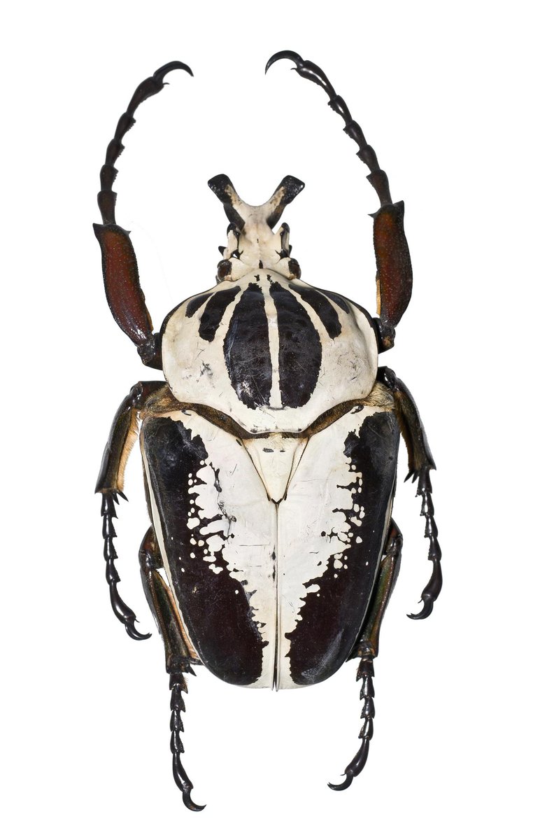 Strike a pose, Goliathus regius 