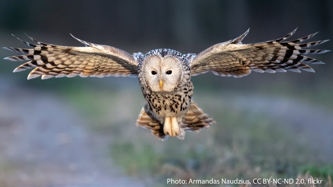 Ural Owl flying