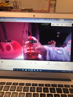 wattsbears1's tweet image. #day100 #virtuallearning @wattsbears1 @Hubbard_Elem @monroe_schools  100 year old scientists at work #weatherinstruments