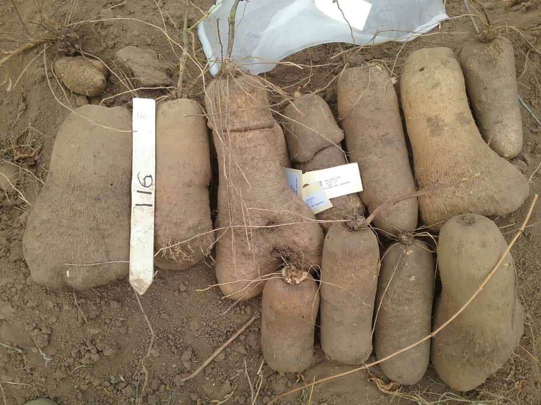 AsratAmele's tweet photo. #IITA and #NRCRI Nigeria released 3 #yam varieties under #AfricaYam project. https://t.co/Diyg0rhrPD