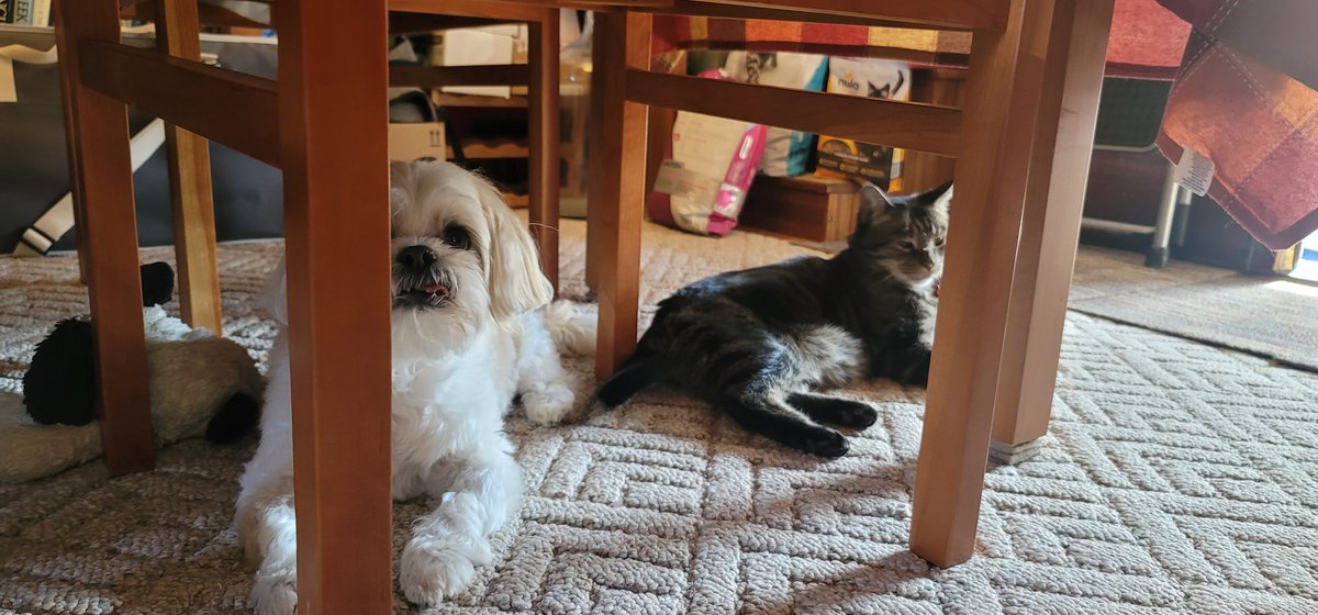 2PupsAndACat's tweet photo. It's a lounge day. https://t.co/rcoqHwch2d