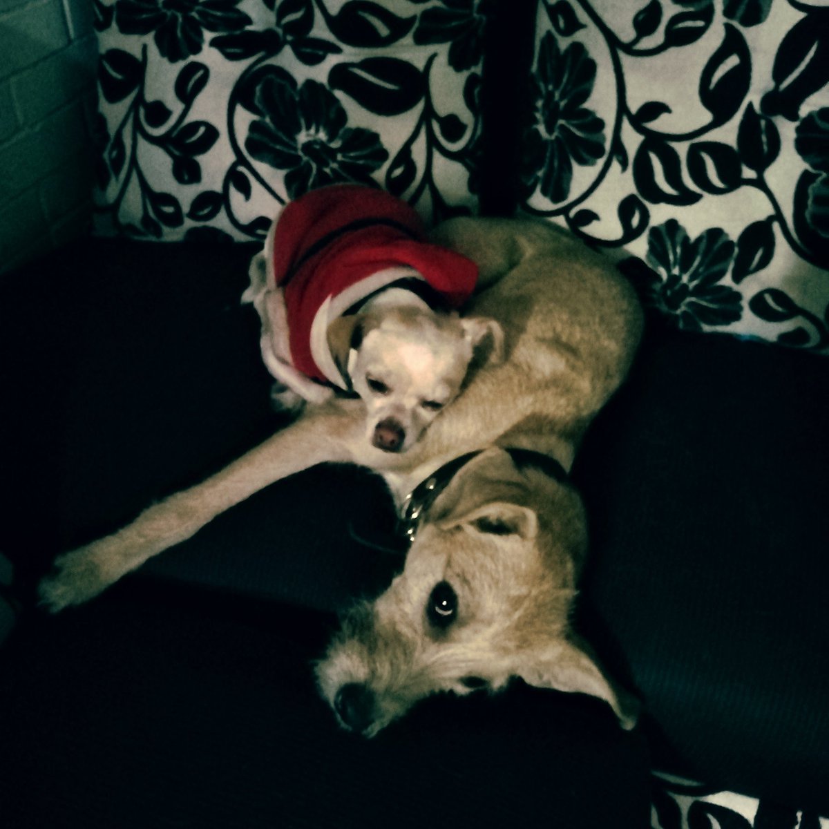 Angela_rastmen's tweet photo. Bernie y Max https://t.co/tlWhZsAUdH
