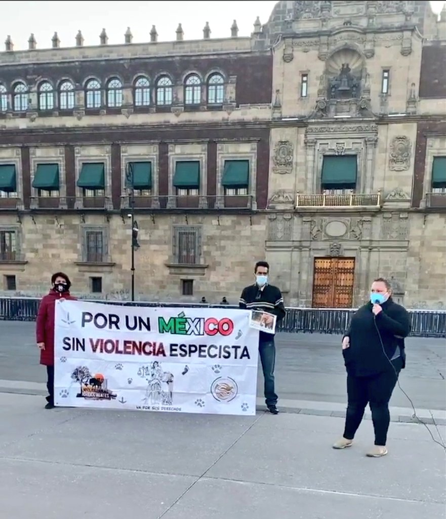 ProColectivo's tweet photo. Sr. Presidente @lopezobrador_ 

A nombre de los activistas,
 protectores, 
rescatistas
 y sociedad en general,

 Le pedimos a usted que escucha a su pueblo; éste pueblo animalista le pide una consulta  ciudadana.

#LaEducacionEsLaSolucion 

@Claudiashein 
@delfinagomeza 
@SEP_mx https://t.co/GLLcqDfeL8