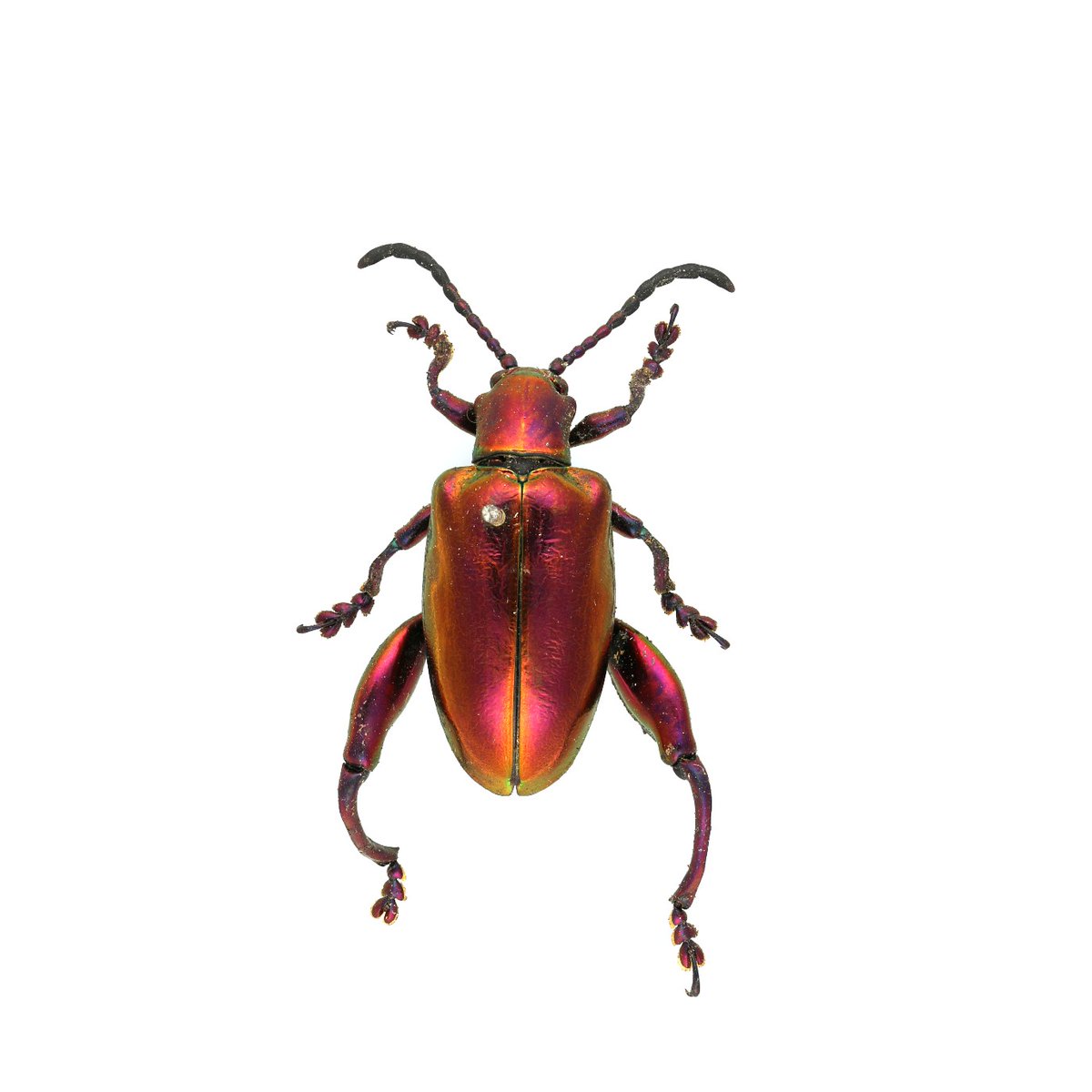 We are living for this frog legged leaf beetle 